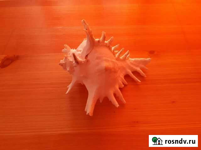 Морская ракушка Chicoreus ramosus чихореус рамосус Хабаровск - изображение 1