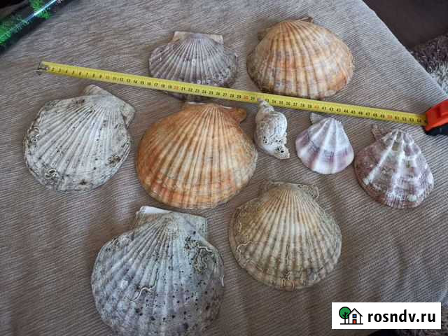 Ракушки морские Ангарск - изображение 1