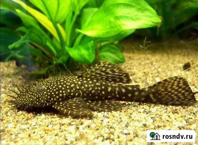 Сомики Биробиджан - изображение 1