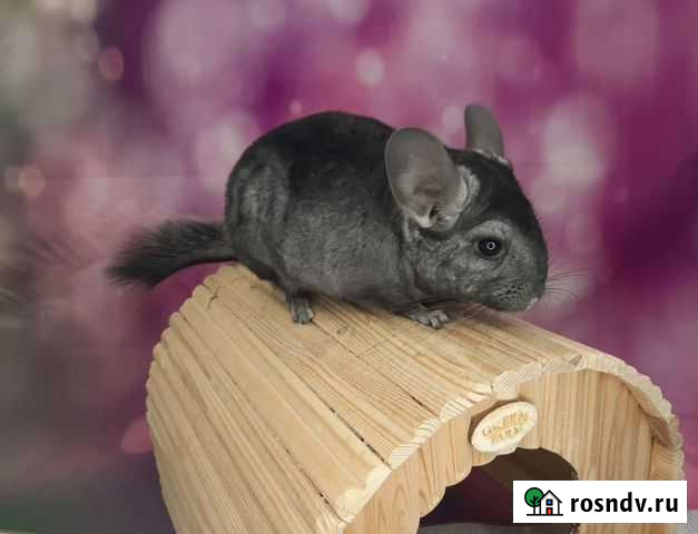 Шиншилла Санкт-Петербург - изображение 1