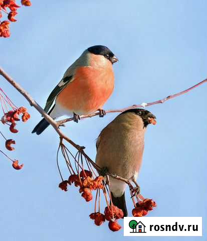 Птицы Снегири Острогожск - изображение 1