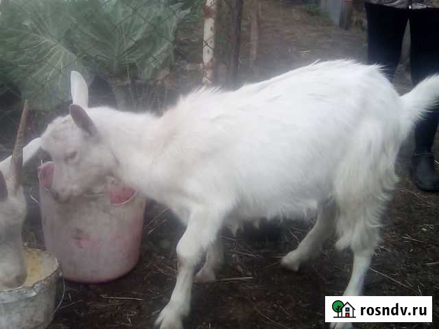 Козел Тюмень - изображение 1