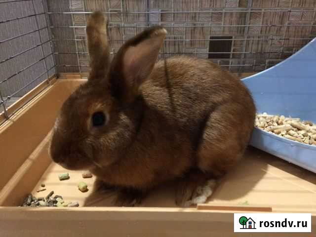 Торчеухие кролики Краснообск - изображение 1