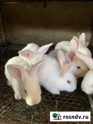 Кролики оптом и в розницу Курганинск - изображение 1