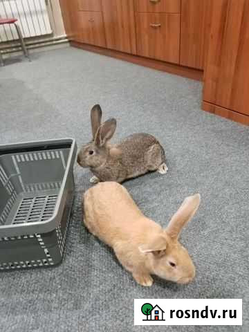 Продам кроликов на племя Ногинск - изображение 1