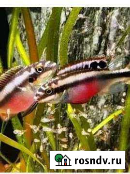 Африканские цихлиды Севастополь - изображение 1