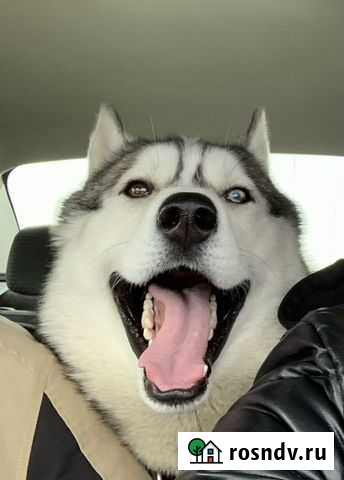 Вязка хаски Курган - изображение 1