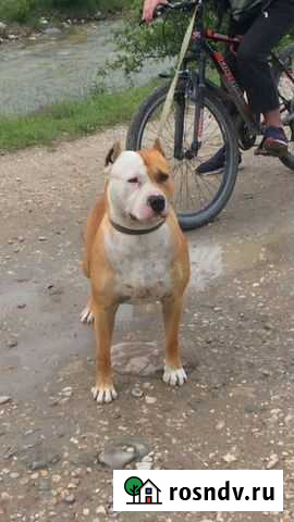 Кабель питбуля, на вязку. 3,5 года Нальчик - изображение 1