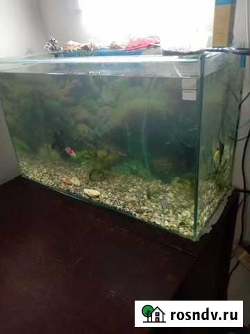 Аквариум Камышин - изображение 1