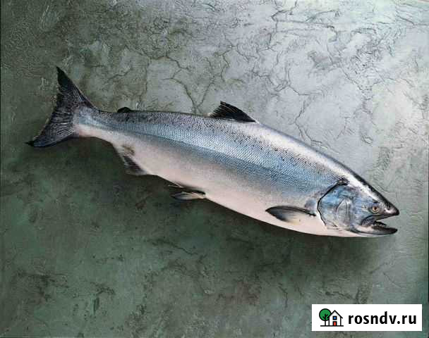 Семга свежемороженная Елизово - изображение 1