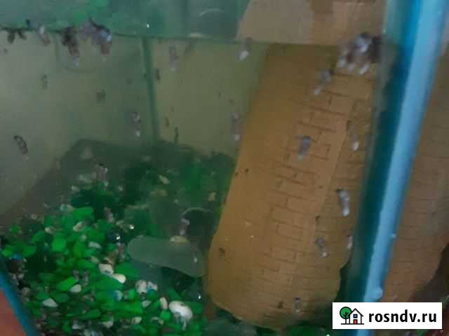 Аквариумистика Комсомольск-на-Амуре - изображение 1