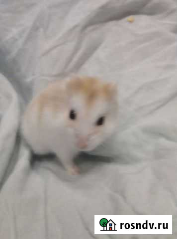 Сирийский хомяк бесплатно Кемерово - изображение 1