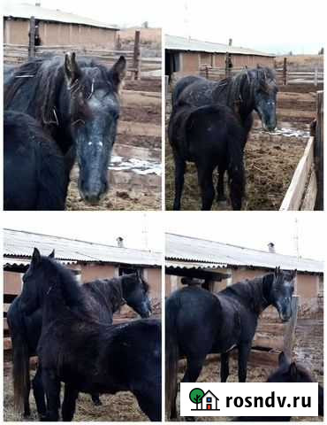 Лошади Сорочинск - изображение 1
