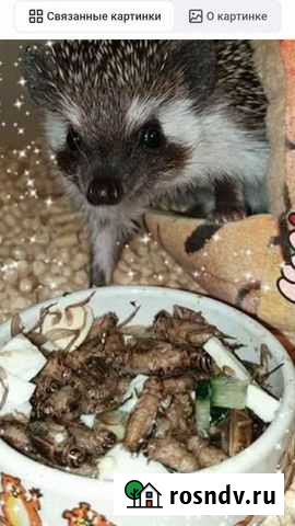 Зоофобас, Мраморный таракан Ростов-на-Дону - изображение 1