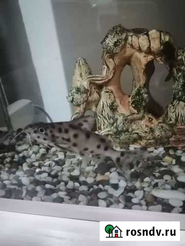 Сом синодонтис - долматин Астрахань - изображение 1