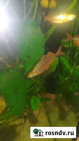 Рыба Калининград - изображение 1