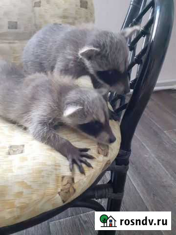 Енот Липецк - изображение 1