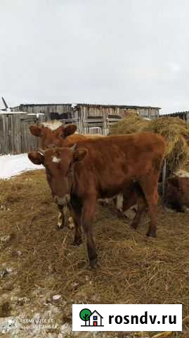 Бычки, телята Большеречье - изображение 1