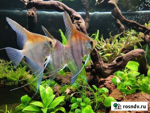 Скалярии манакапуру Балашиха - изображение 1