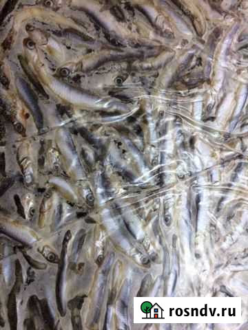 Хамса Вышний Волочек - изображение 1