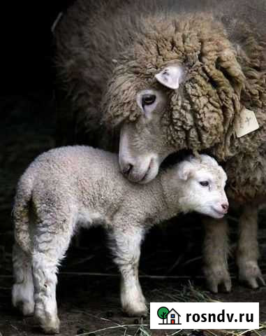 Овцы бараны ягнята Кандры - изображение 1