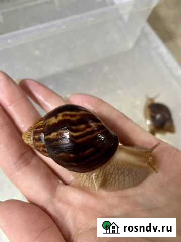 Улитки ахатины иммакулята Санкт-Петербург - изображение 1