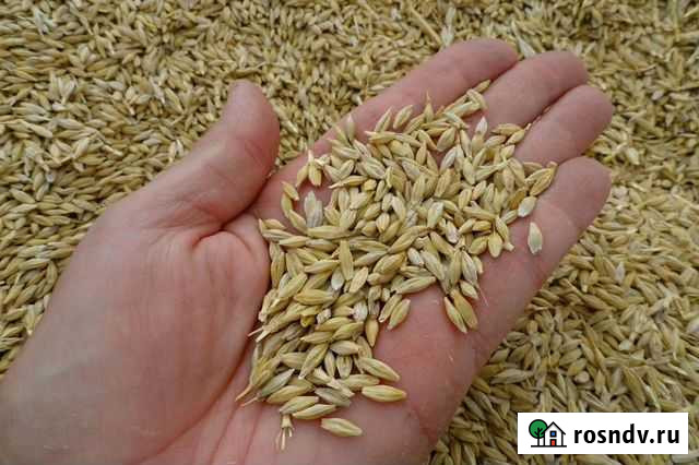 Зерно ячмень, пшеница Малмыж - изображение 1