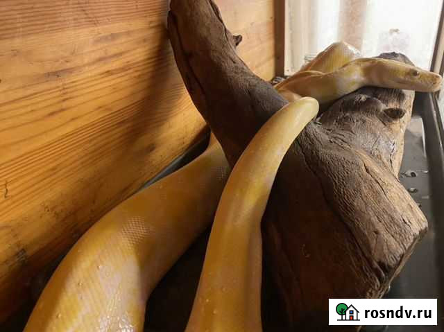 Змея Шишкин Лес - изображение 1