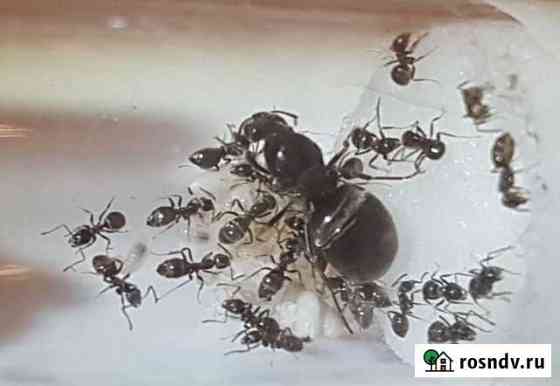 Муравьи Lasius cf. niger (Черный садовый муравей) Москва