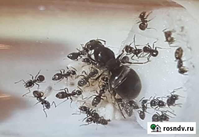 Муравьи Lasius cf. niger (Черный садовый муравей) Москва - изображение 1