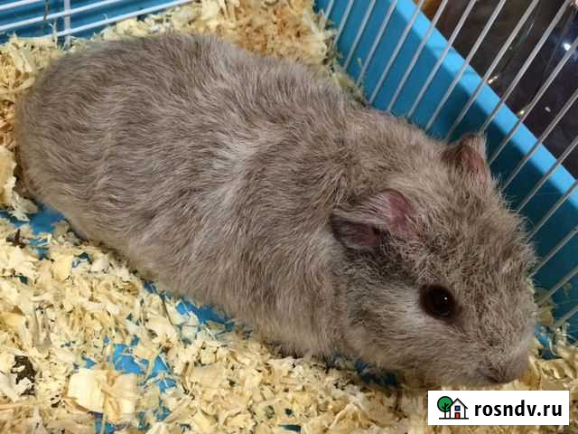 Морская свинка Американский Тедди Пермь - изображение 1