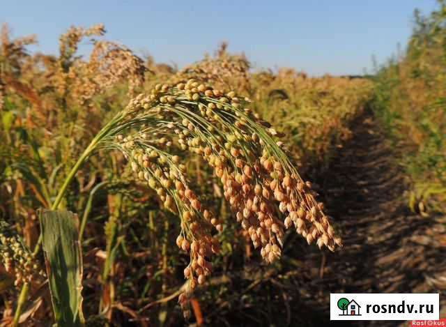 Семечка Артемовский - изображение 1