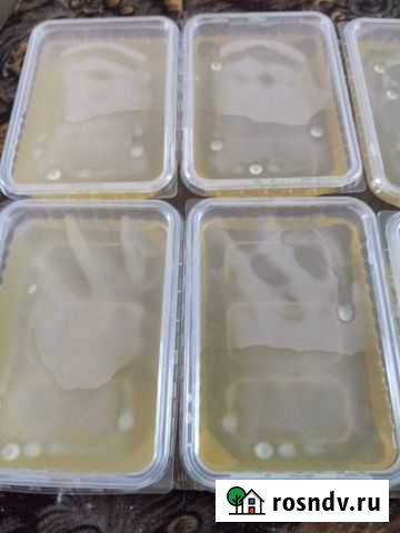 Жир, печень, сердце, желудки, ноги, головы гусиные Новоомский - изображение 1