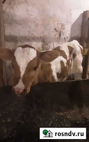 Бычок Екатериновка - изображение 1