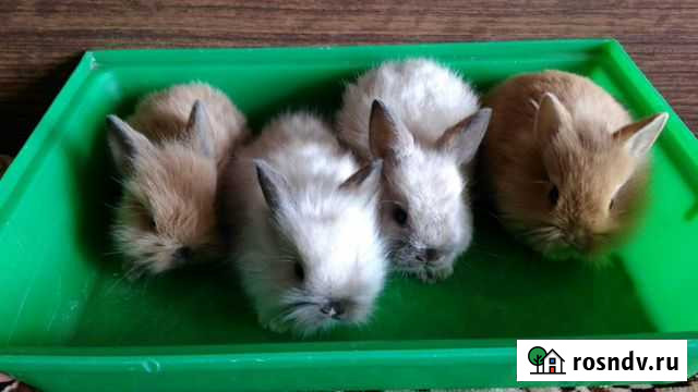 Карликовые кролики Рязань - изображение 1