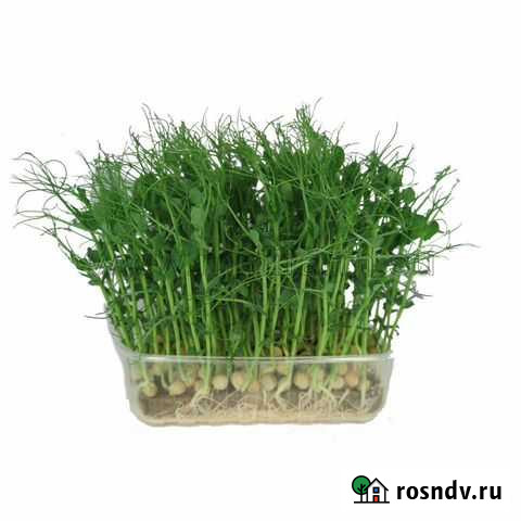 Микрозелень Абакан - изображение 1