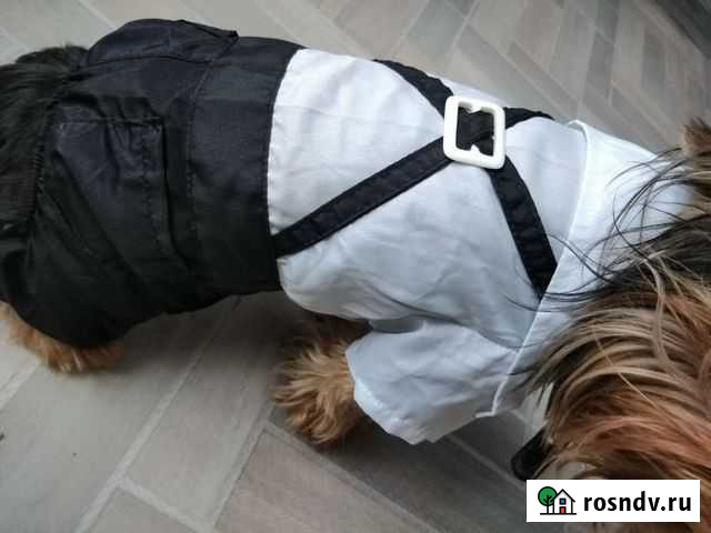 Костюм для собаки отдам за Муром - изображение 1