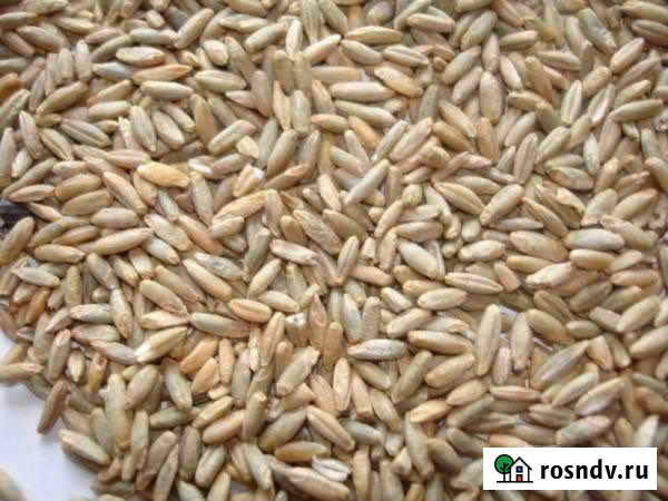 Рожь (жито) Новозыбков - изображение 1