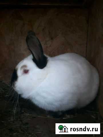 Продаю кроликов мясных пород Нижний Новгород - изображение 1