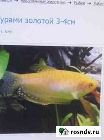 Продам рыбок Норильск