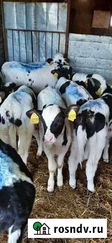 Продаже бычки Шемышейка - изображение 1