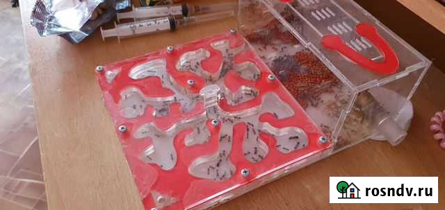 Муравьиная ферма с муравьями (формикарий+колония) Волгоград - изображение 1