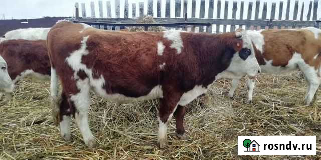 Бык Камызяк - изображение 1