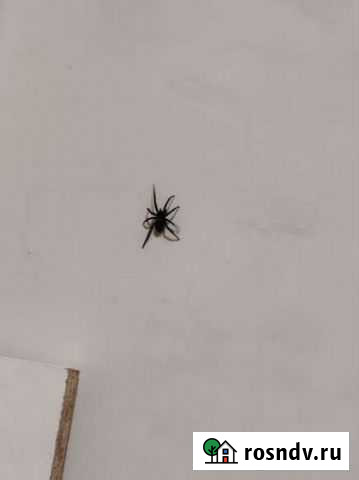 Домашний Паук Майкоп - изображение 1