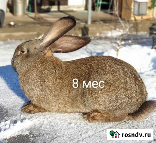 Кролики великаны Бийск - изображение 1