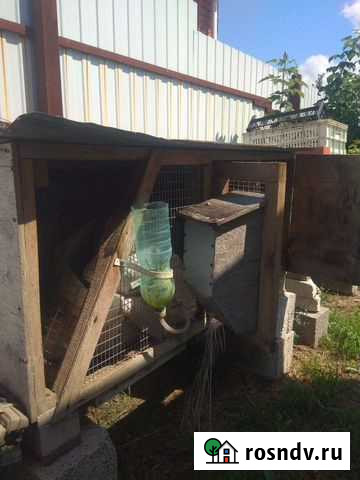 Клетка для кроликов Белгород - изображение 1