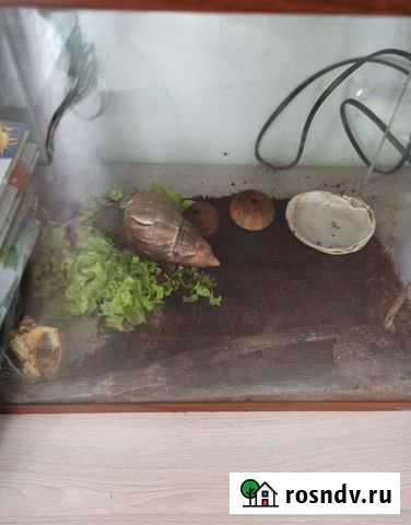 Улитка ахатин Комсомольск-на-Амуре - изображение 1