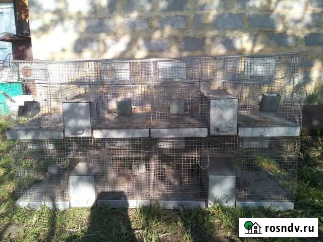 Клетка Брусянский - изображение 1