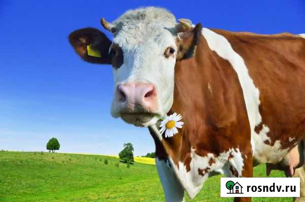 Продам телочку Ачинск - изображение 1