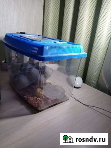 Продам тараканоа Дзержинск - изображение 1